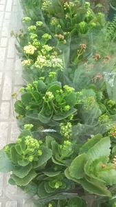گلخانه هشت باغ 4