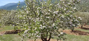 باغ کوروش آریایی فر