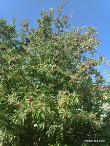 سرای اردیبهشت