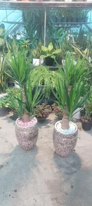 گلخانه ارکیده 2