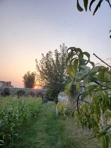 Lakhan Koryan