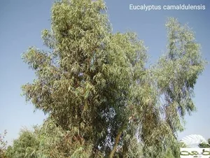 درخت تنومند اکالیپتوس