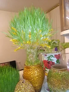 خوابگاه دخترانه آزاد