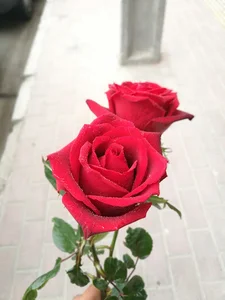 مينا گل