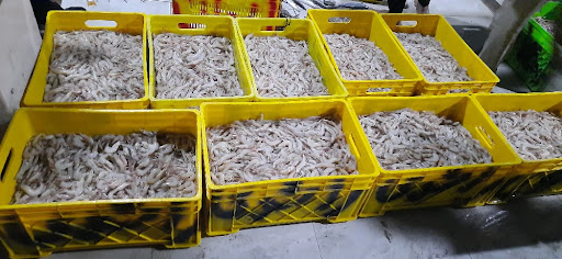 پاچال محمدذاکری