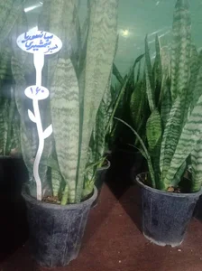 نهالستان و گل‌سرای محمودی