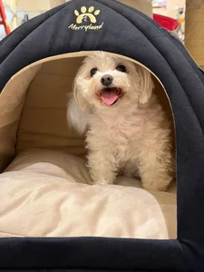 Sanjab Pet Store | پت شاپ سنجاب 3