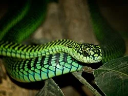 Boomslang - Simple English Wikipedia, the free encyclopedia