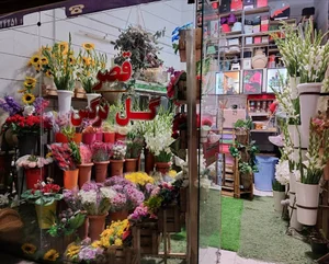 قصر گل نرگس شهمیرزاد