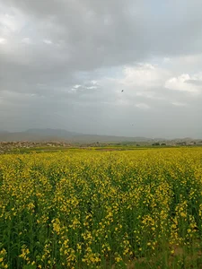 توت عليا‎,