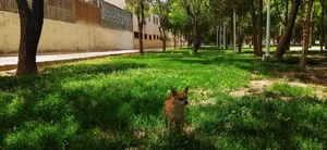 بوستان سعدی 2