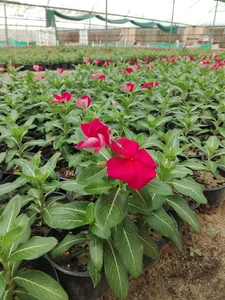 Wafra Farm