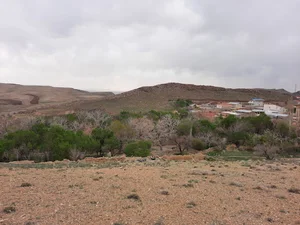 زرشک