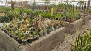 گلخانه کاکتوس میرزا 2