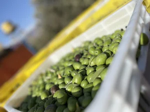 Green Olive Land|سرزمین زیتون سبز