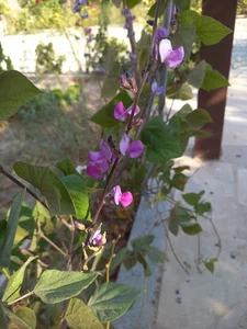 کوچه باغ بنفشه