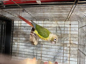 پرنده فروشی آراد