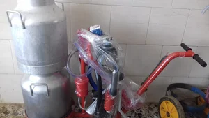 صبا شیردوش امینی