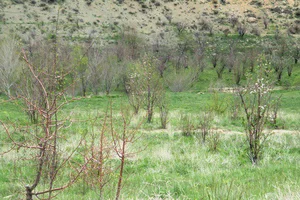 شیرینی فروشی پانیذ