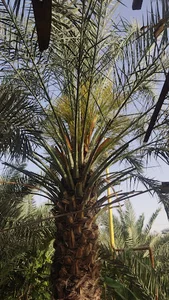 نهالستان غبیشاوی
