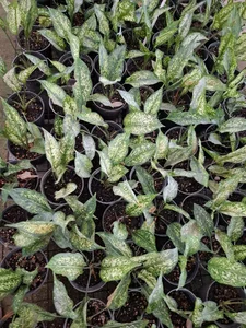 گلخانه طهماسبی 2