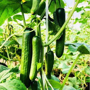 مجموعه گلخانه های تولیدی و صنعتی بهار