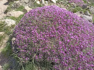 قصابی عباس