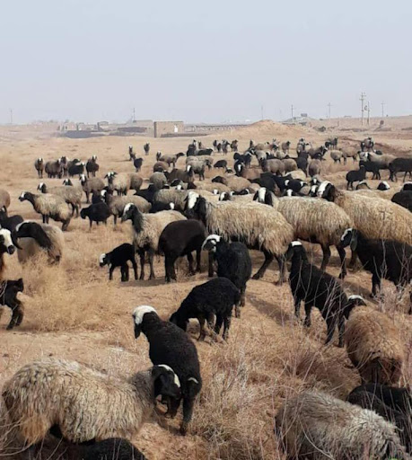 دامداری و دامپروری برادران ذکریایی