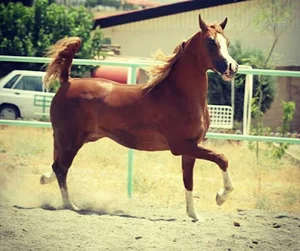 باشگاه سوارکاری یونیک
