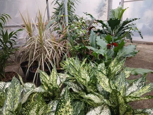 گلفروشی رٌز