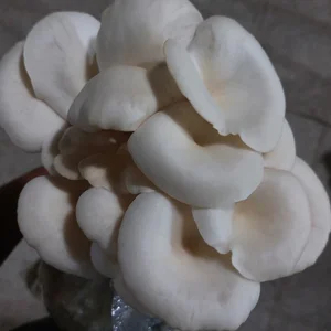 قارچ یاقوت سفید