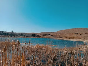 مرغداری جنگاوران