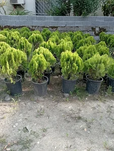 گل و گیاه کوچه باغ