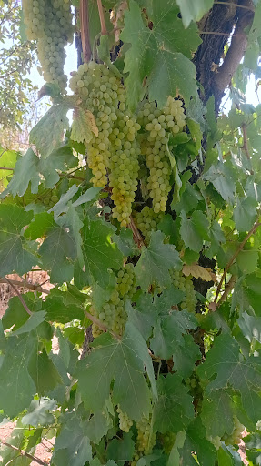 زمین باغ حاج قربان اروجعلی