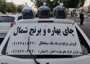 چای و برنج شهباز