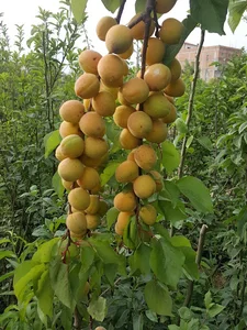 گلخانه ونهالستان بهارنارنج