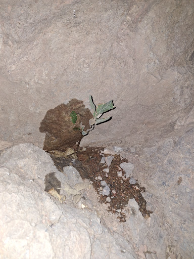 تک بلوط محافظت شده نجف آباد