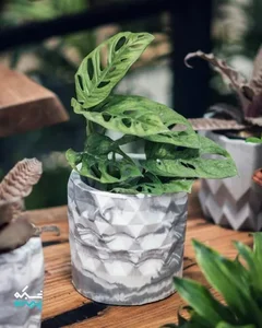 دژاوو گاردن 3