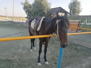باشگاه سوارکاری رخش کویر