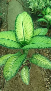 گلخانه گل برار golbarar