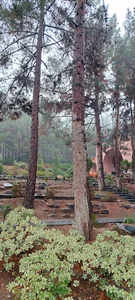 جاده پیاده روی کوهستان