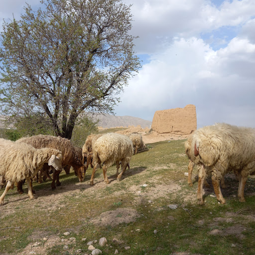 دیوار شهرک فرهنگیان