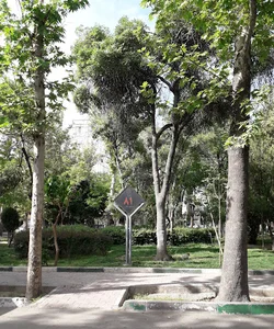 میدان ۸۱