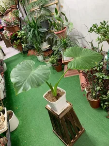 گلکده ترگل 3