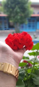 مسجد گلشن 4