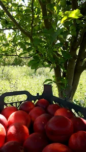 باغ خسرو و علی حسینی
