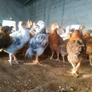 پرورش مرغ و تخم مرغ (kerg)