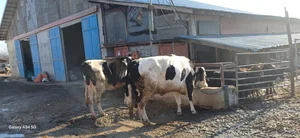 دامداری کیهان نژاد 5