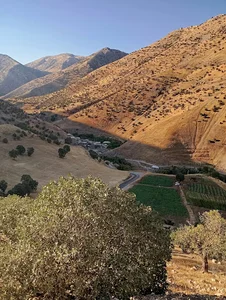محصولات کشاورزی و انواع دان پرندگان و حبوبات حاج حسن نجفی