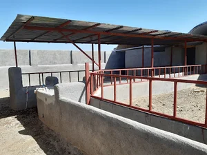دامداری امیری آوه